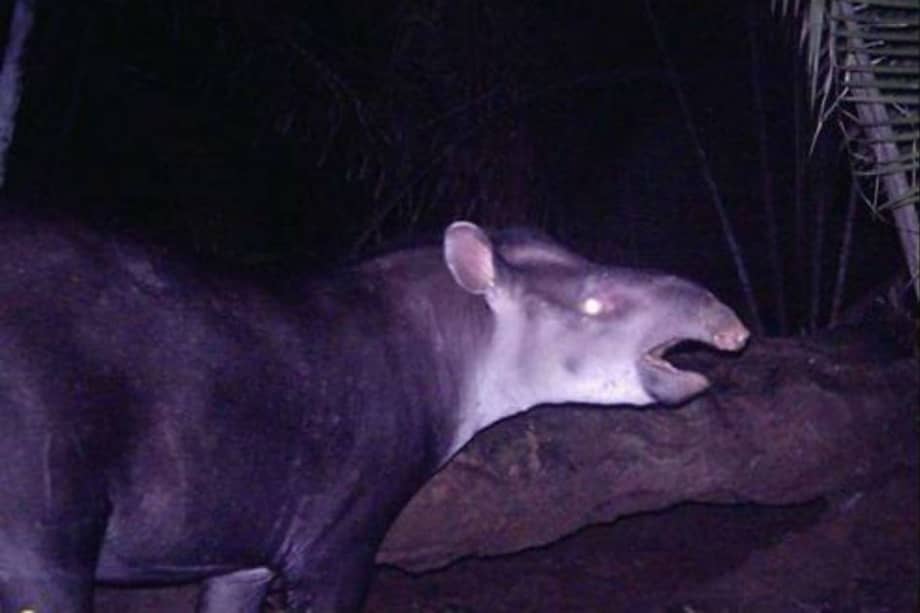 Descubren en selvas colombianas al mamífero terrestre más grande hallado este siglo