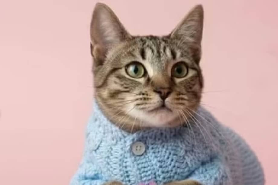 El reporte de la fundación confirma que el felino cuenta con un estado de salud favorable.