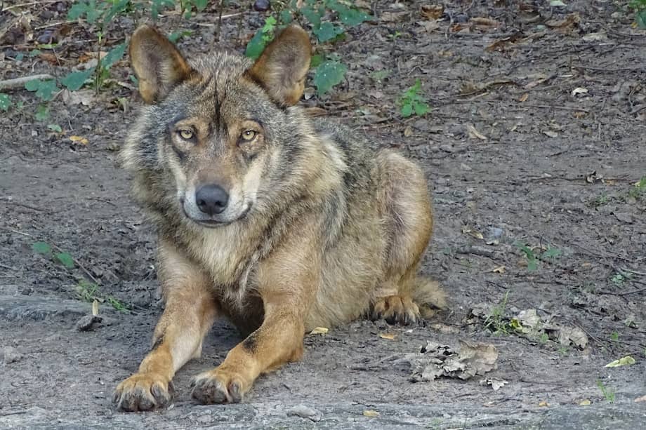 Los lobos tienen mandíbulas fuertes y un hocico más alargado a diferencia de los perros. El pelaje y las orejas también son distintivos entre ambos animales.