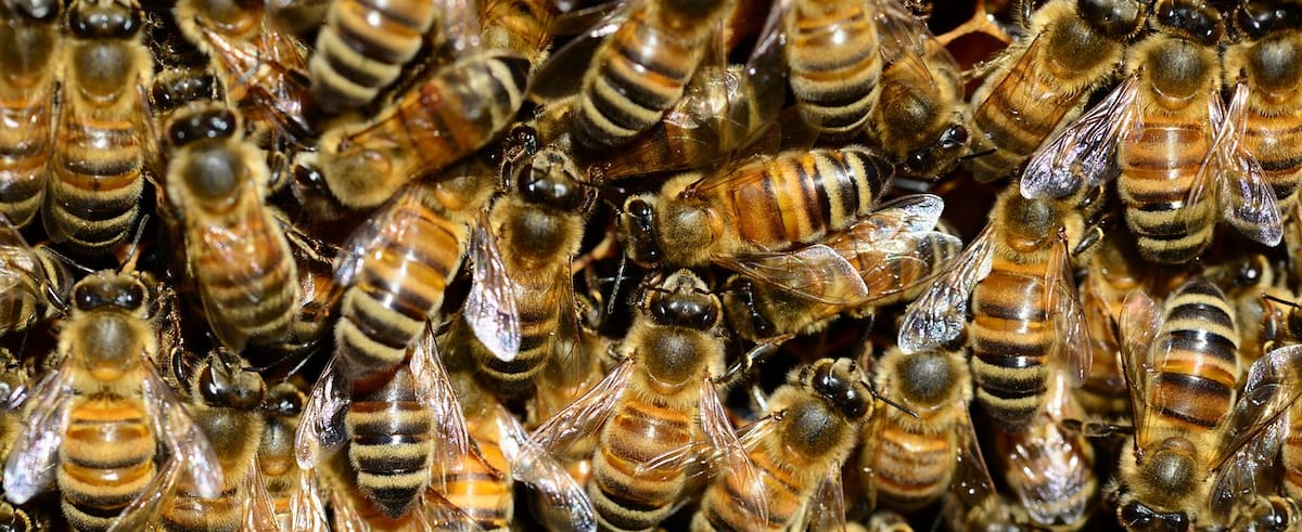 Abejas en la casa esto significan que las veas.