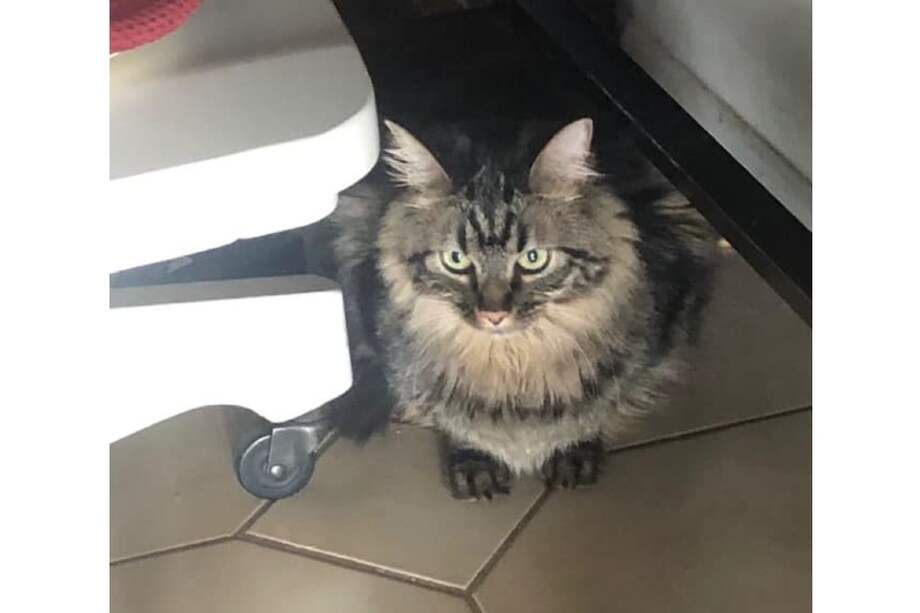 El gato fue encontrado durante una inspección de rutina en el crucero.