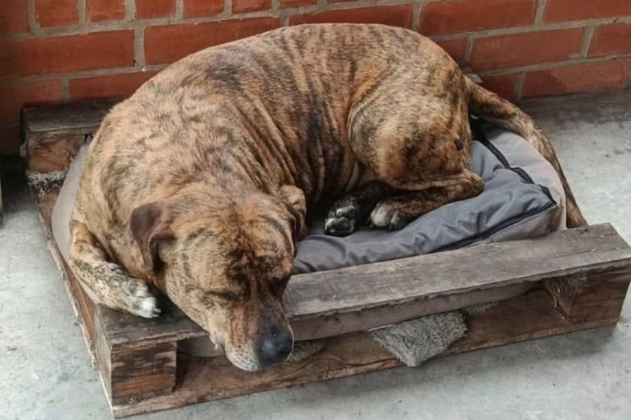 El animal murió después de recibir varias heridas con un arma cortopunzante durante una disputa con otro perro.