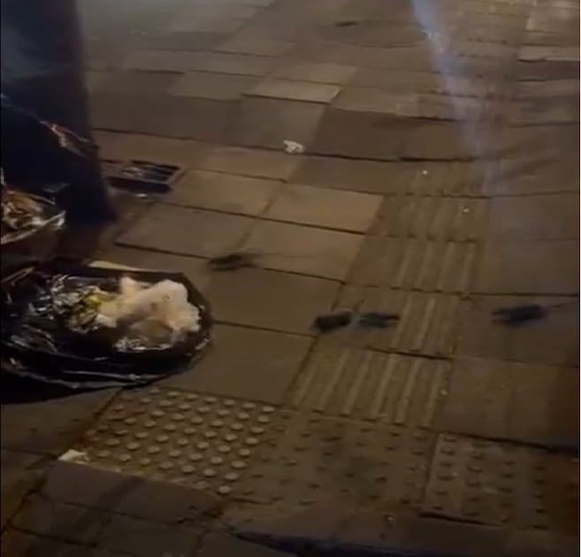 Denuncian invasión de ratas en el Parque de la 93: estos son los riesgos para la salud