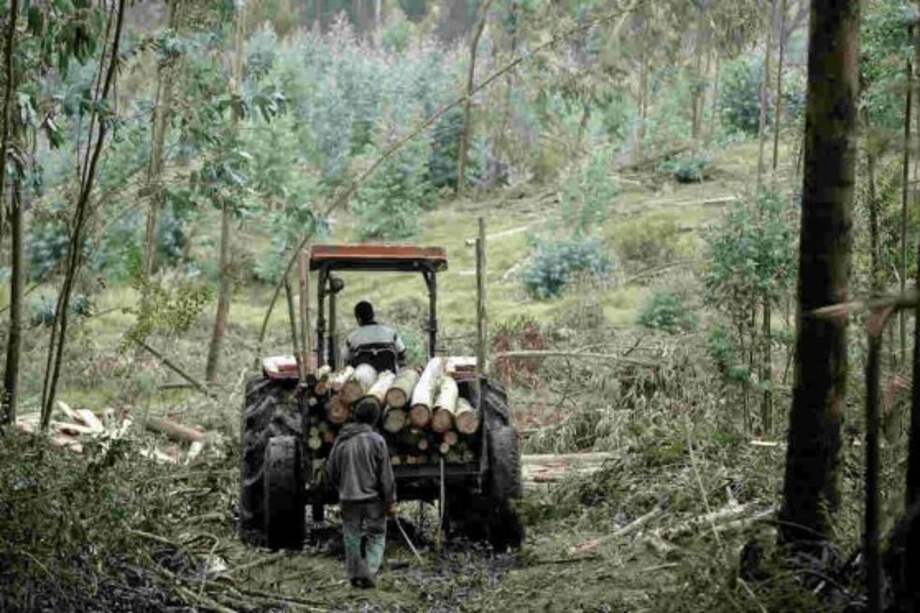 Deforestación de Amazonía aumentó 28% en 12 meses
