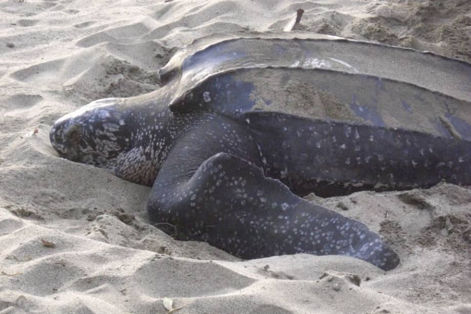 Atroz muerte de un tinglar, la tortuga marina más grande del planeta
