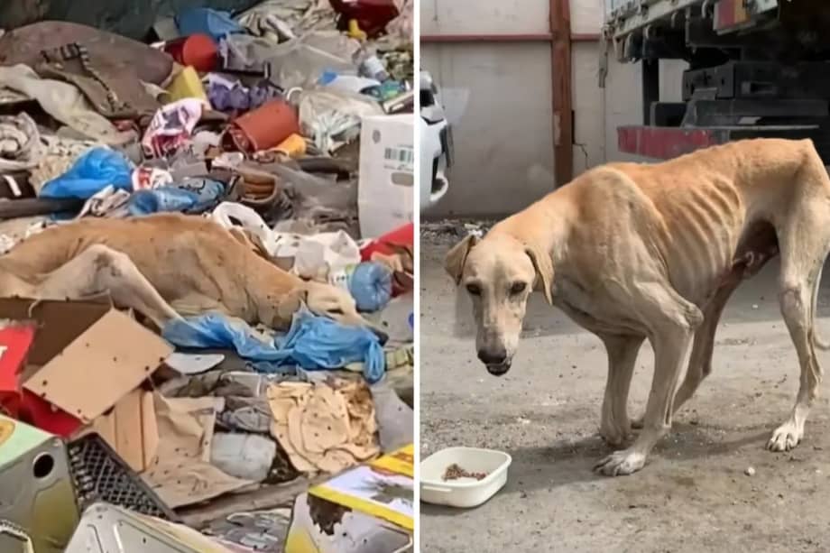 Un video que narra la historia de Winston se viralizó en TikTok, acumulando cientos de miles de visualizaciones.