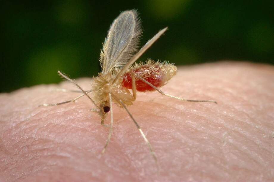Phlebotomus Pappatasi, el mosquito que transmite la leishmaniasis. / Wikimedia Commons