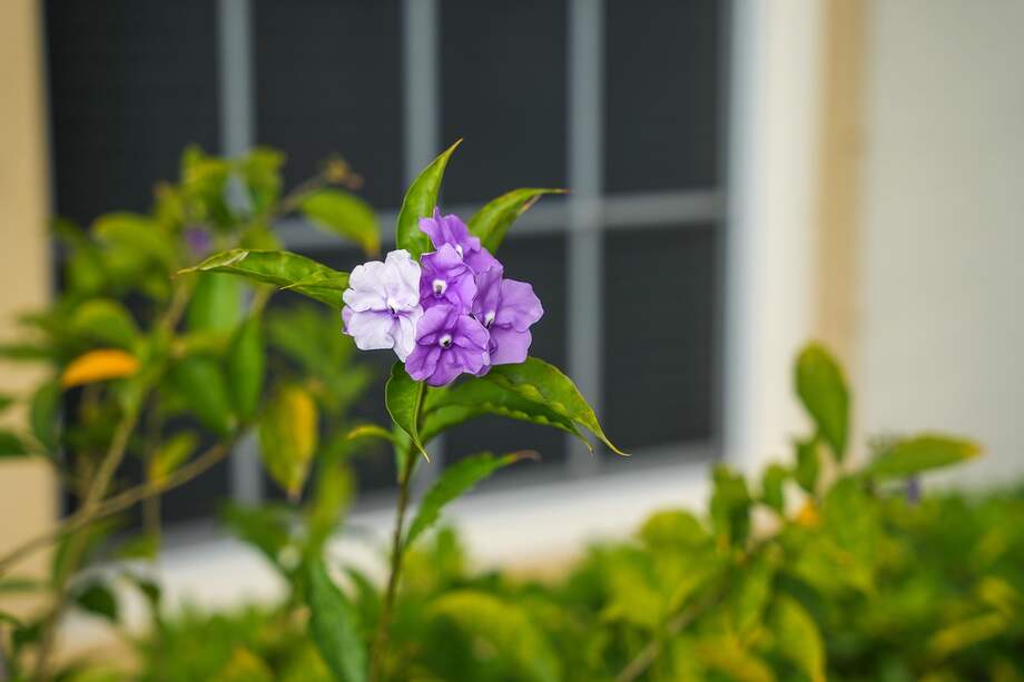 Otros nombres comunes son: Ayer, hoy y mañana, mañana, mediodía y noche y Bésame rápido