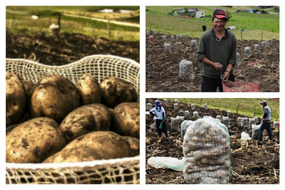 Así se cultiva la papa en Boyacá