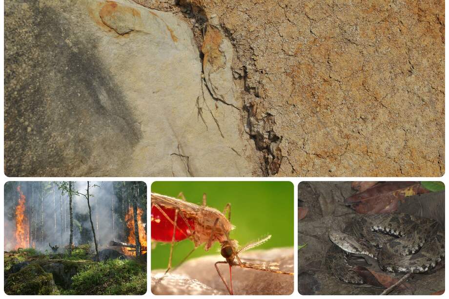 Enfermedades transmitidas por vectores, mordeduras de serpientes y perjuicios causados por incendios forestales son algunas de las consecuencias que puede causar El Niño.