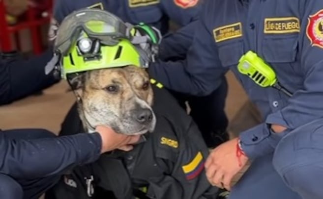 Bruno, el perrito que fue rescatado de una alcantarilla y hoy hace parte de los bomberos