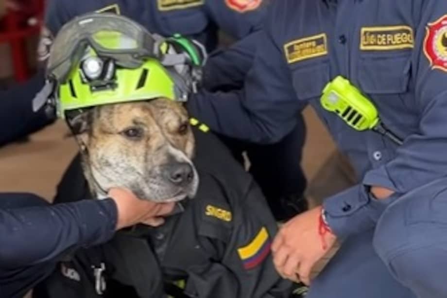 El peludo es descrito por sus cuidadores como un perro noble, educado y siempre dispuesto a brindar compañía.