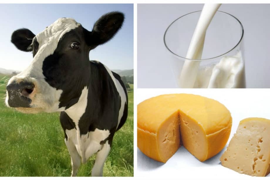 El ADN de las vacas revela si su leche es mejor para beber o para hacer queso