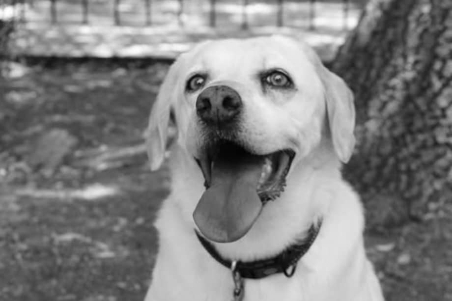 Maia deja un legado en el trabajo humanitario y en la memoria de quienes la conocieron.