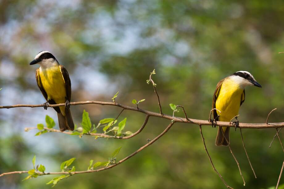 Una de las especies más registradas en los municipios desminados es el bichofué gritón. / Fotografías: Getty Images.