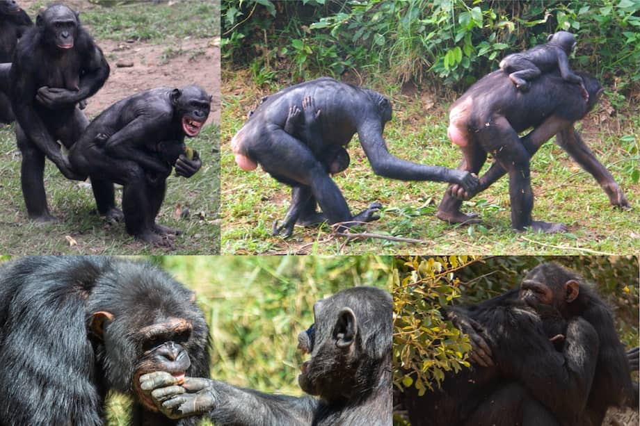 Ejemplos de comportamientos tranquilizadores de bonobos y chimpancés. Los paneles superiores muestran a bonobos tocándose los genitales (izquierda) y agarrándose las manos (derecha), imágenes tomadas por Z. Clay en el Santuario de Bonobos Lola ya. Los paneles inferiores muestran a chimpancés teniendo contacto boca a cuerpo (izquierda) y abrazándose (derecha), imágenes tomadas por JS Brooker en el Orfanato de Vida Silvestre Chimfunshi.