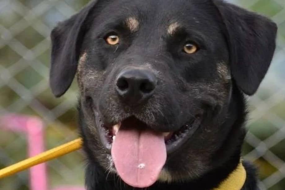 Zeus es perro grande, de pelaje negro y de carácter noble y cariñoso.