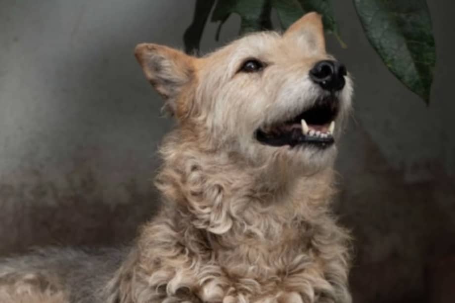 Tamara es una perrita de tamaño grande y temperamento tranquilo.