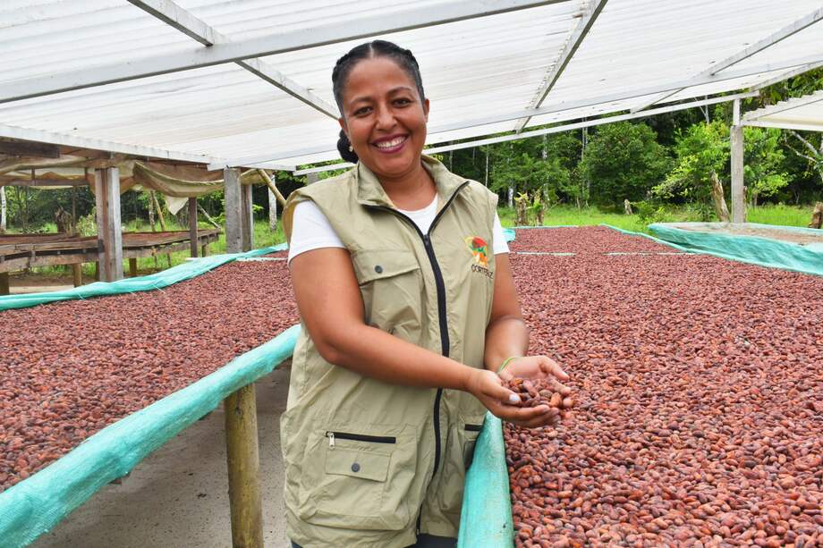En 3 mil pesos aumentarán los ingresos de 200 productores asociados a Cortepaz, por cada kilo de cacao comercializado.