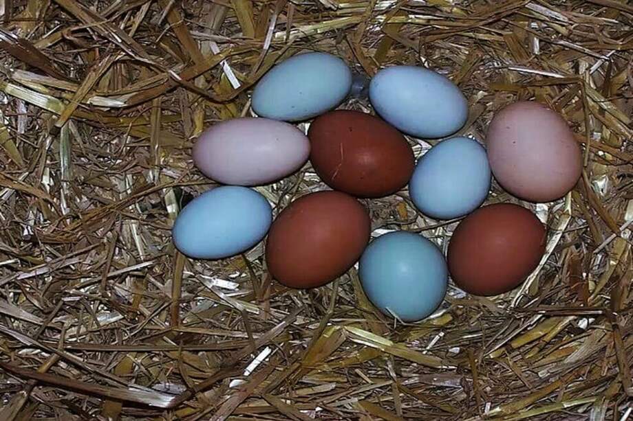 Huevos de las gallinas criollas. / Agencia de Noticias de la Universidad Nacional de Colombia.