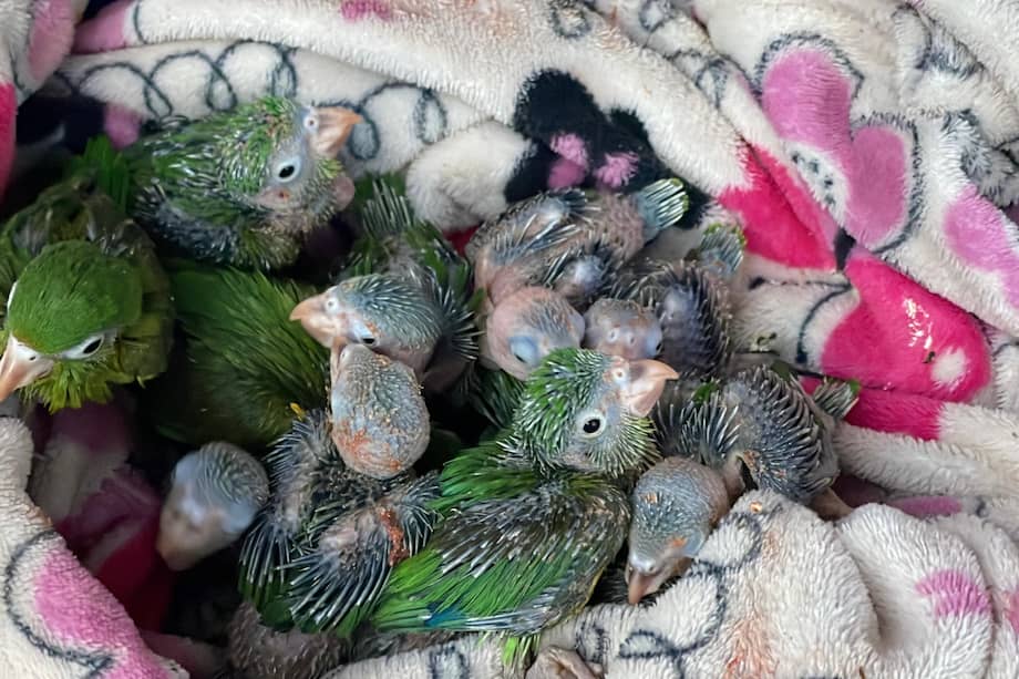 Más de 50 aves silvestres y un perezoso fueron rescatados en operativos realizados en la provincia de Sumapaz