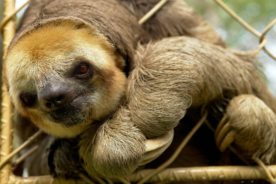 Autoridades ambientales de Cartagena rescataron un oso perezoso y un oso hormiguero.