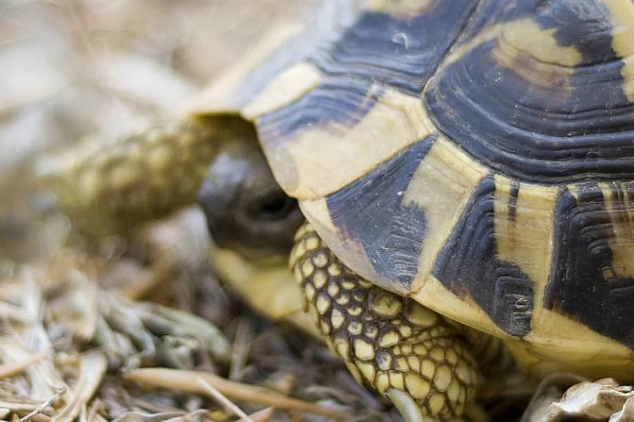 Se llama turtling o efecto tortuga al encogimiento de los penes por el frío. / Flickr
