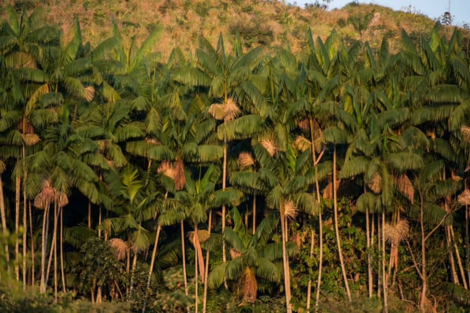 Energético açaí surge como una alternativa a la deforestación en la Amazonia