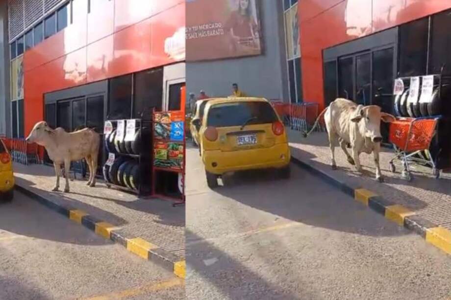 Testigos de los hechos relataron que la vaca entró a almacenes donde hizo estragos y asustó a más de un cliente.