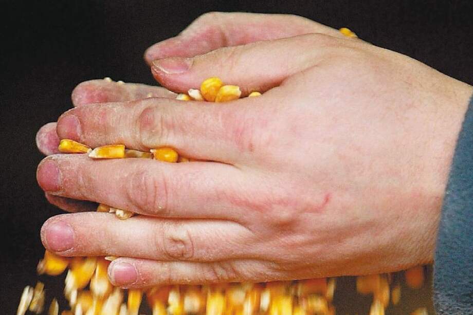 En el mundo hay 14 productos cultivados con semillas transgénicas.