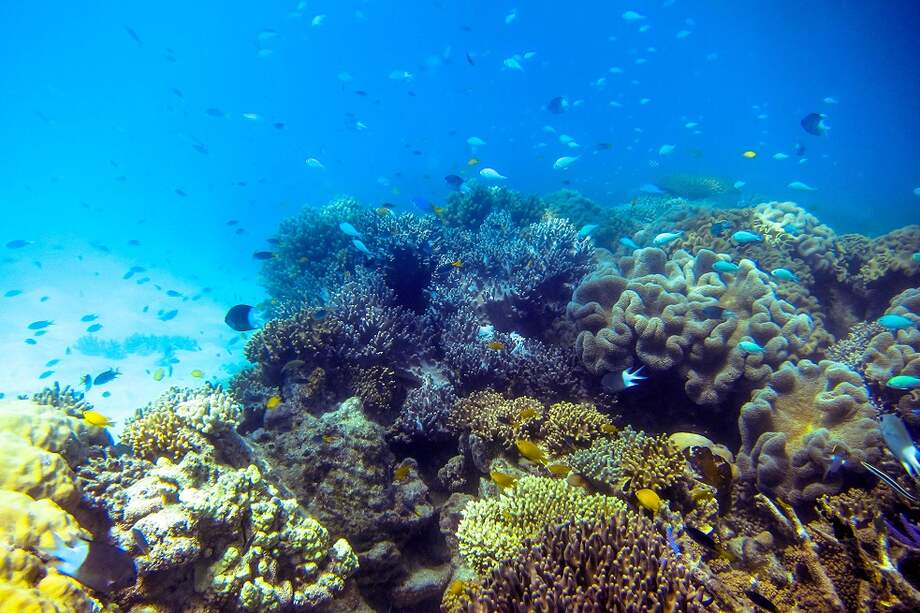 El sonido emitido por las corvinas puede llegar a dejar sordos temporalmente a otros grandes animales marinos. / Ryan McMinds - Flickr