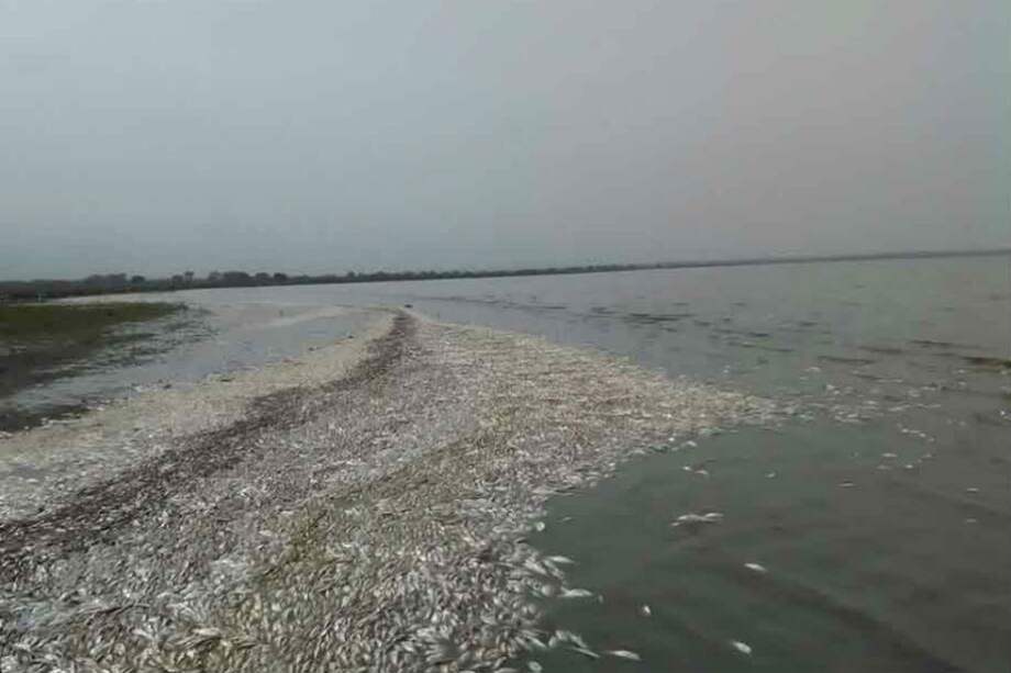 Mortandad de peces en Puebloviejo, Magdalena