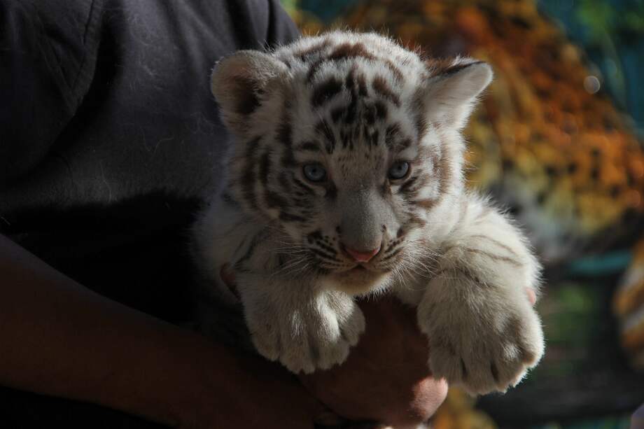 Foto de felino que nació hace unas semanas en zoológico de Ciudad Juárez, México. / Archivo AFP