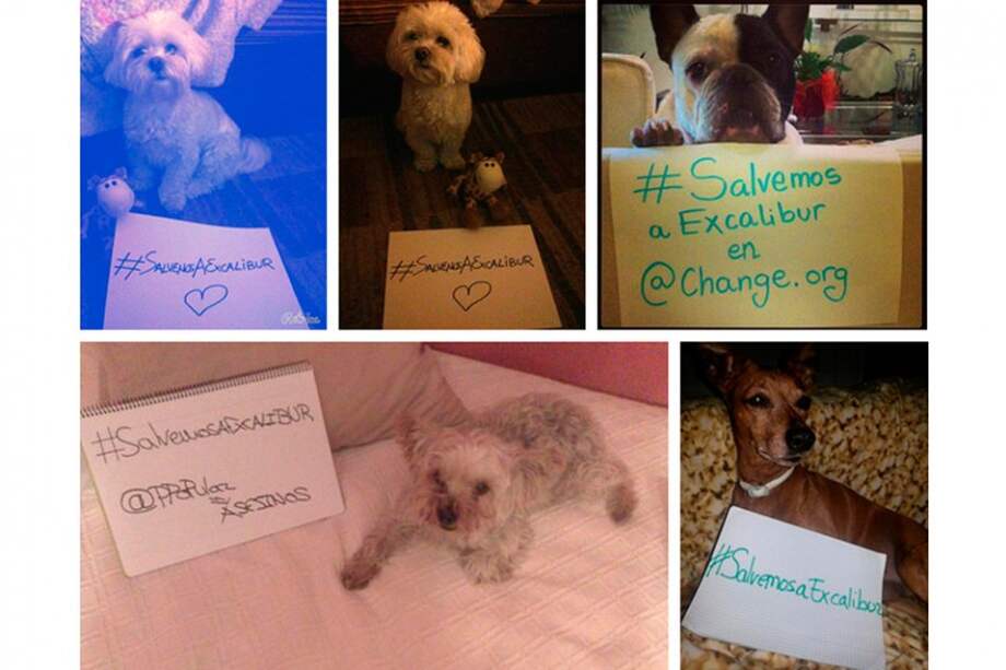 Sacrificio del perro de enfermera infectada con ébola genera polémica