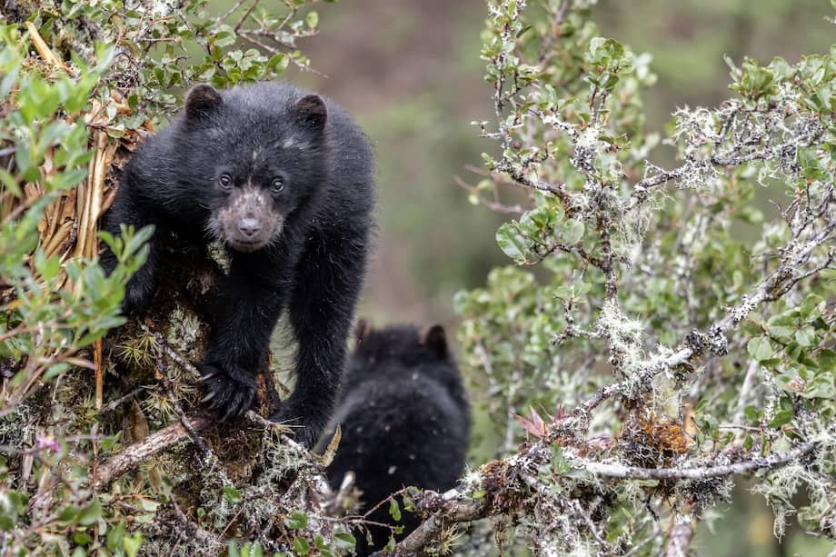 Crías de osos andinos trepando árboles.