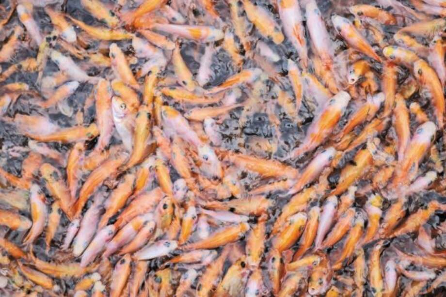 El Gobierno necesita pensar mejor cómo fomentar la economía pesquera. / Archivo