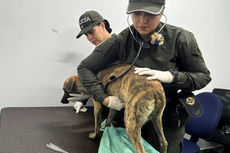 Bizcocho fue valorado por el personal veterinario especializado. Su agresor, Oviedo Sánchez, lo golpeó con un látigo, lo lanzó al piso y lo pateó.