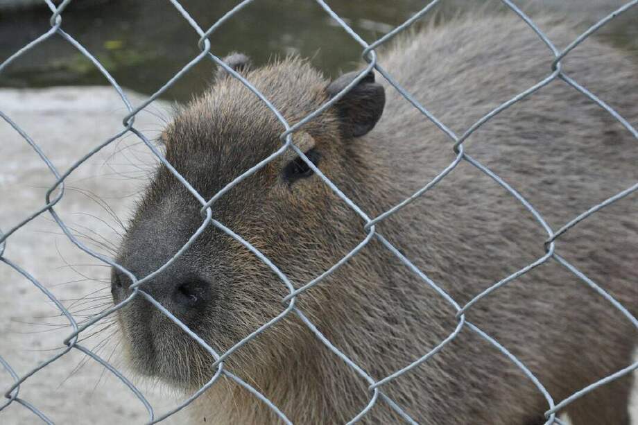 Hasta un chigüiro rescataron las autoridades en una de las fincas.
