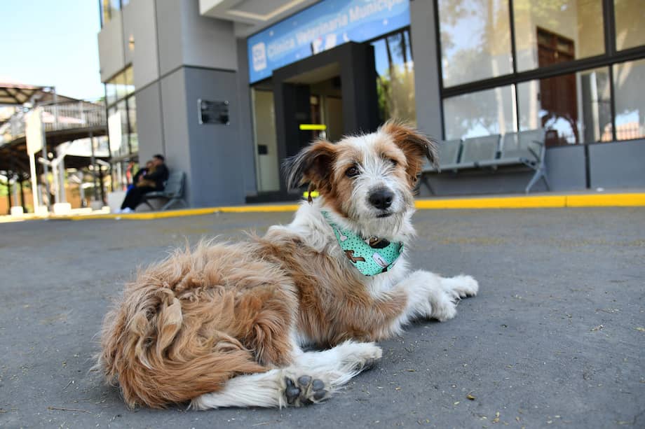 La celebración del Día Mundial del Perro busca fortalecer el respeto por los animales y promover una convivencia responsable entre la comunidad y sus mascotas.