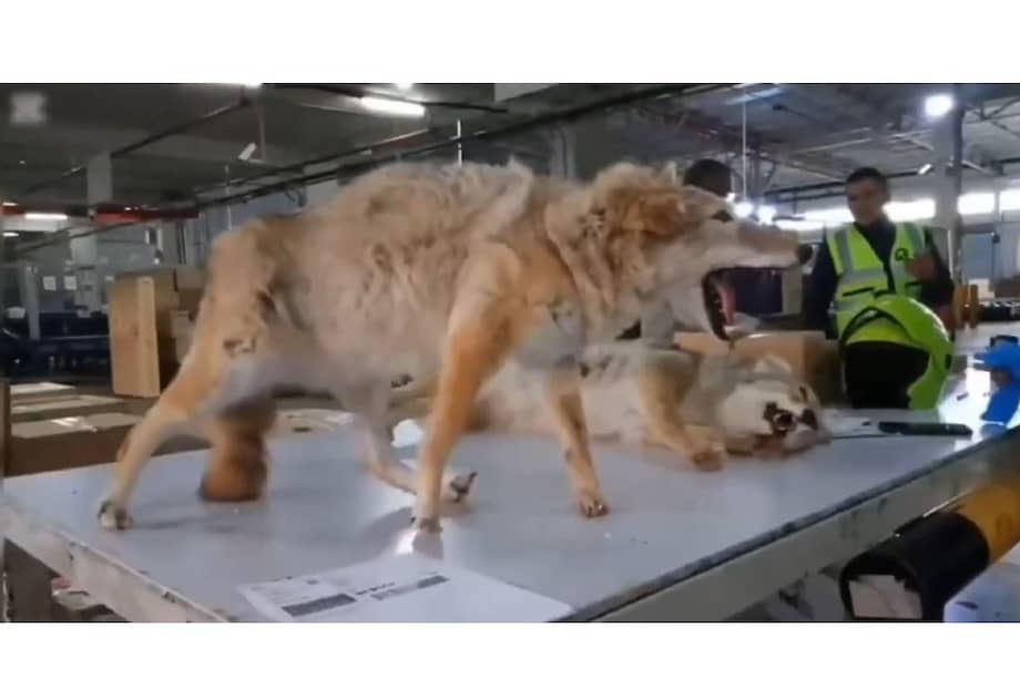 La Policía Nacional invitó a la comunidad a realizar denuncias si conocen casos similares.