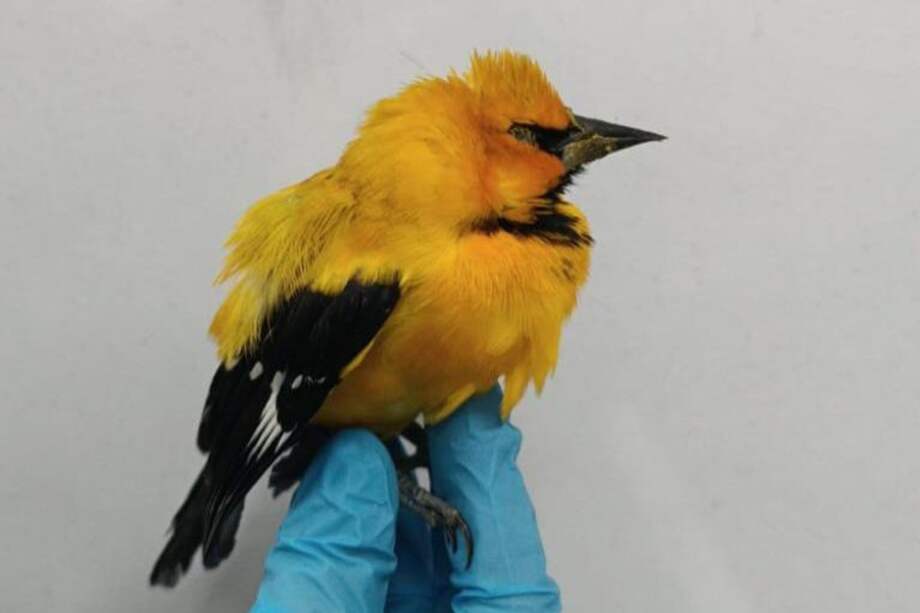 Los animales fueron trasladados al Centro de Fauna Silvestre para su atención y valoración integral.