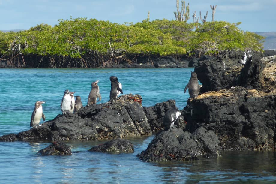 Islas Galápagos es la segunda reserva marina más grande del planeta. Fueron declaradas Patrimonio de la Humanidad en 1978.