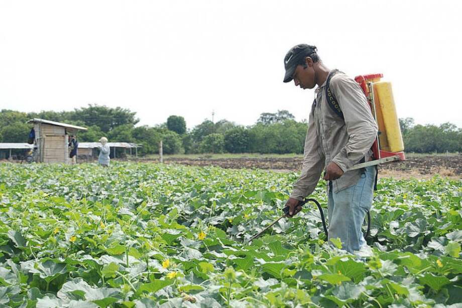 77 plagas atacan cultivos de frutas en el Valle del Cauca