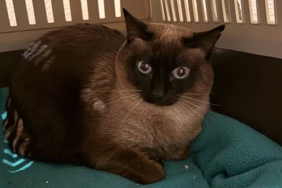 Savannah es una gata siamesa, sensible a los ruidos y a los cambios. Pero muy amorosa con otros gatos.