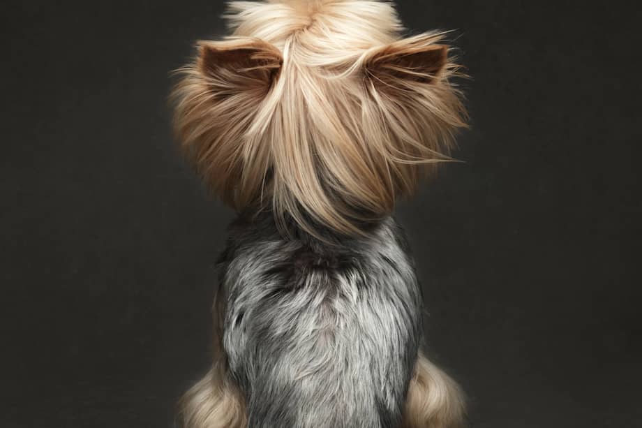 Los científicos también observaron que la proporción de amoniaco emitido en relación con el CO2 exhalado es mayor en los perros.