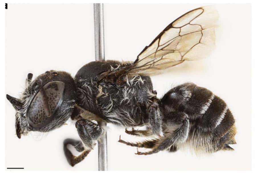 Hembra de la especie Megachile lucifer. Tomada de la investigación en Journal of Hymenoptera Research.