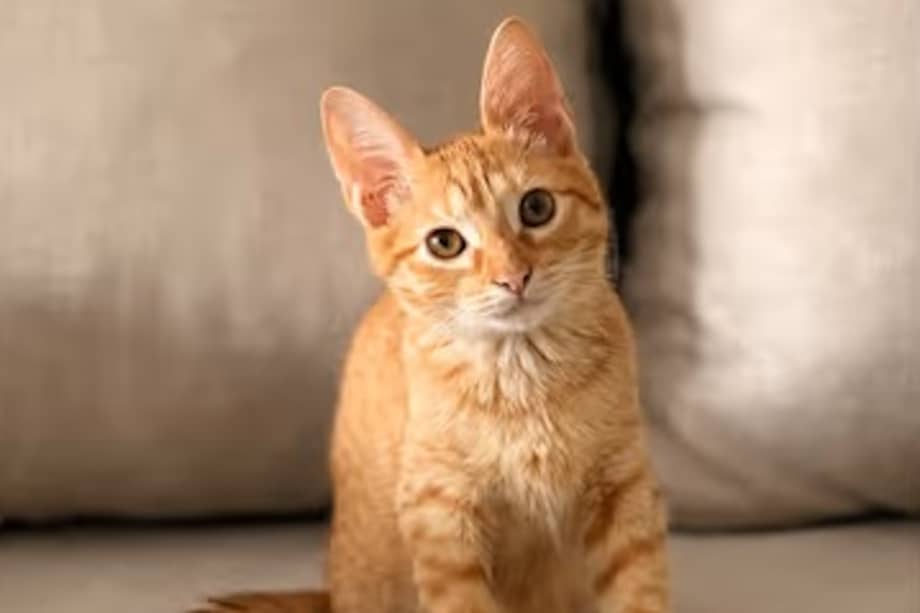 Román inspiró una iniciativa que transforma cada compra en una oportunidad para ayudar a gatos vulnerables.