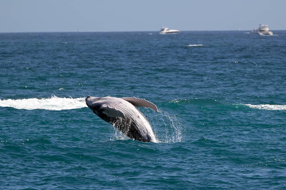 Ballenas grises del Pacífico enfrentan un “evento de mortalidad catastrófica”