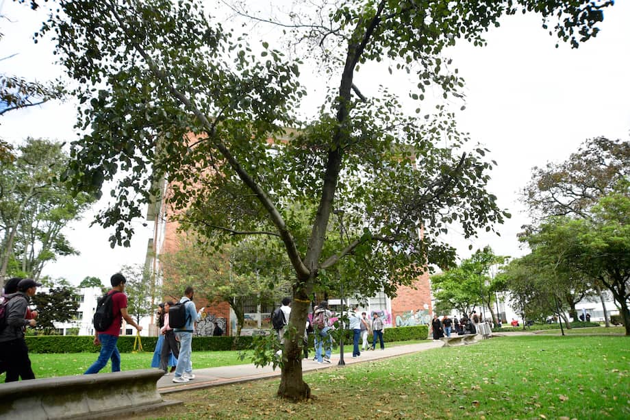 Aquí el árbol Aliso, una especie característica de los bosques altoandinos y con la facultad de fertilizar los suelos.