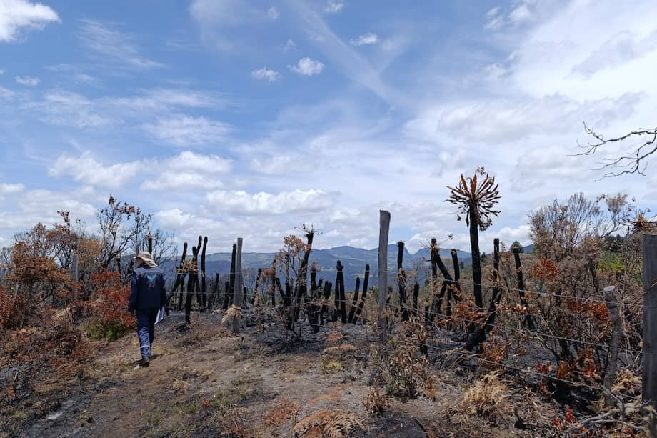 Entre las pérdidas se encuentra un roble de gran tamaño, utilizado en la producción de carbón, lo que agrava el impacto ambiental en la zona.